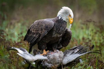 Obraz premium Bald eagle with prey in a field.