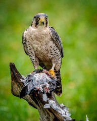 Peregrine falcon with prey on a branch.