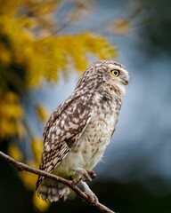 Spotted owl perched on a branch