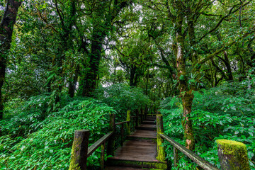Fototapeta premium The natural background on the top of a high mountain, the cold air and fog covering the various trees, the richness of the rainforest, always makes travelers stop by to study the route.