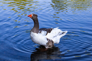 Duck
