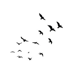 Many Birds Flying in the sky, birds silhouette.