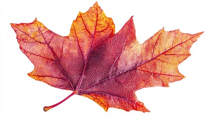 Obraz premium Vivid red and orange maple leaf, detailed clipart, close-up autumn element isolated on white, perfect for fall advertisement