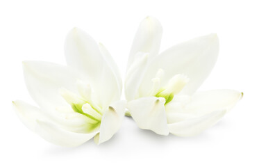 Yucca gloriosa Variegata flower isolated on white background. clipping path