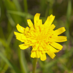 A clearing of bright yellow flowers in a green meadow