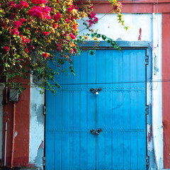Blue iron and wooden color gate with red color concrete wall on the side of tree with red colored flower, white town building iron gate for photo shoot