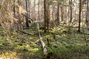 Birch tree fallen on the ground covered with green moss