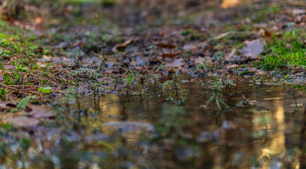 Fototapeta premium Close-up of a puddle in the forest with small plants growing out of it