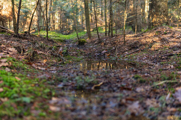 Close-up of a puddle in the forest with small plants growing out of it
