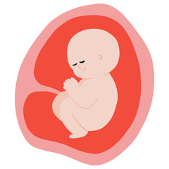 Fetal development process, Stages of pregnancy. human embryo growth cycle, nine months stages, fetus in womb, gynecology, human reproduction