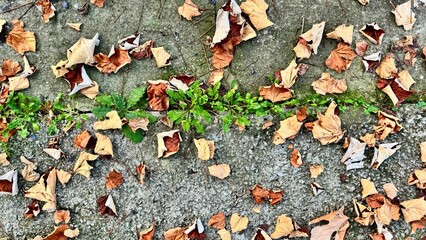 Autumn Leaves on Concrete with Green Growth
