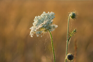 Detail of Daucus carota commonly known as wild carrot