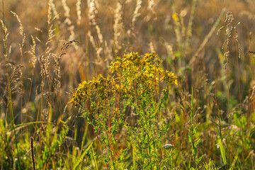 Jacobaea vulgaris which is a common weed growing in the field
