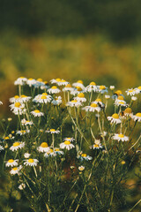 detail of Chamaemelum nobile commonly known as chamomile