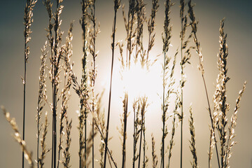 Sun behind single blades of grass