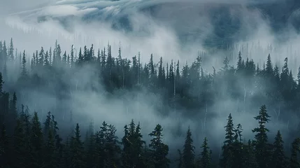 Misty landscape with fir forest
