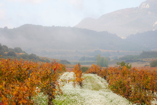 A vineyard stretches across a misty landscape, with vibrant autumn leaves and distant mountains, evoking a sense of peace and natural beauty in a timeless setting in La Rioja Spain