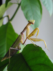 Adult female of praying mantis