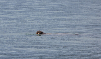 Fototapeta premium A curious seal swimming in the clear waters of Svalbard during a sunny day
