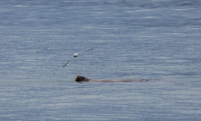 A curious seal swimming in the clear waters of Svalbard with a seagull flying overhead