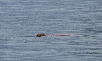 Fototapeta premium A seal swimming in the clear waters near Svalbard on a calm day in the Arctic