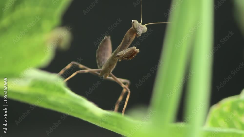 Poster shot of a praying mantis front view on a leaf 1080