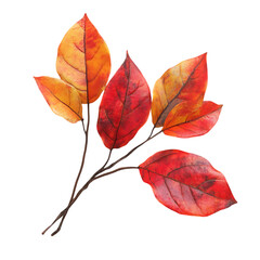 A cluster of five autumn leaves in shades of red, orange, and yellow.