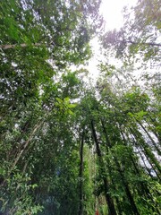 Fototapeta premium Lush Green Forest Canopy Under Bright Sky