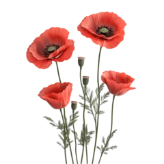 Fotobehang Close-up of red poppy flowers with green stems and leaves on a black background. © rokeya