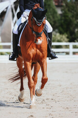 impulsion of dressage. Vertical photo