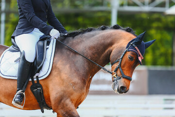 Influence with body, legs and hands of the rider on the horse. Rider landing and horse control
