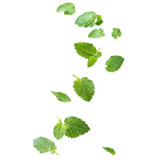 Fresh green mint leaves falling on a black background.