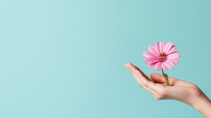 Delicate Bloom: A hand gently cradles a single pink daisy, its petals unfurling against a calming blue backdrop. A symbolic image of growth, beauty, and gentle care. 