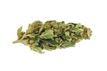 High-Quality PNG Cannabis bud isolated on white Background – High Resolution