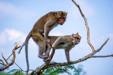 Macaca fascicularis (Monyet kra, kera ekor panjang, monyet ekor panjang, long-tailed macaque, monyet pemakan kepiting, crab-eating monkey) on the tree.