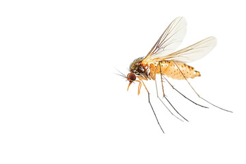A close-up of a brown and black biting midge with translucent wings in flight against a black background.