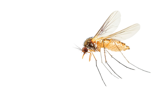 A close-up of a brown and black biting midge with translucent wings in flight against a black background.