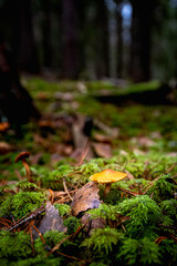 Mushroom in the forest 