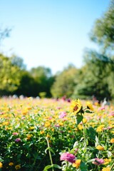 Autumn scenes in Beijing Olympic Forest Park
