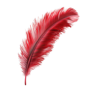 Fototapeta A single red feather isolated on a black background. (1)