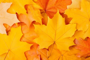 Fototapeta premium Vibrant yellow and orange maple leaves scattered on the ground in an autumn forest setting.