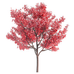 Fototapeta premium A single pink tree with branches extending out in a rounded shape, isolated on a black background.