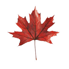 Obraz premium A single red maple leaf isolated on a black background. (2)