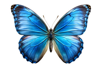 Obraz premium Butterfly. PNG.