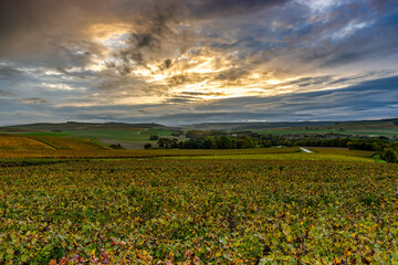 photo de paysage de vignes viticole en automne sous de magnifiques couleur et lumières