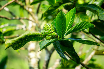 Morinda citrifolia (great morinda, Indian mulberry, noni, beach mulberry, cheese fruit) on the...