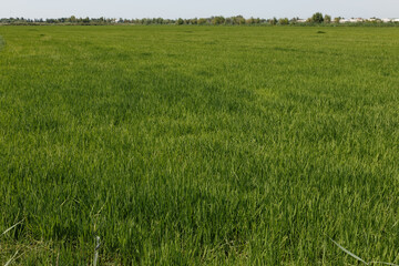 Green rice field in Uzbekistan. Agricultural landscape.