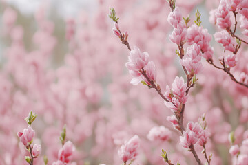 Obraz premium Delicate Pink Blossom Floral Background with Soft Spring Flowers, Gentle Pastel Petals, and Natural Light Bokeh for Elegant Romantic Designs