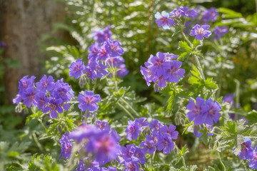 Fototapeta premium Spring, flowers and plants in garden for wallpaper, healthy environment or blooming in sunshine. Purple geranium, bush or leaves in nature for growth, landscaping or Earth day awareness in background