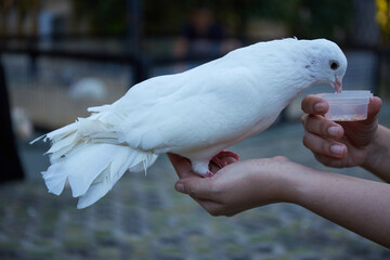 Feeding pigeons with food from human hand, Selective focus